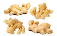 Nouvelle Saison - Exportation de Gingembre Frais - Gingembre Frais de Qualité Supérieure de Chine - Usine de Gingembre