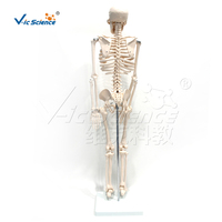 Modèle d'anatomie du squelette humain de 85 cm en PVC avec étiquettes pour la structure osseuse, destiné à l'éducation médicale en laboratoire CE/ISO/ROHS/CNAS
