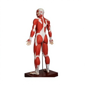 Modelo Humano <span class=keywords><strong>3D</strong></span> Reutilizable de Grado Médico Profesional, Prototipo Rápido de Resina para Estudio Anatómico - Product Image 4