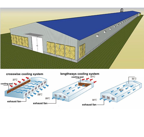 Poultry Farm Broiler Chicken Houses Chicken