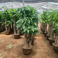 Arbres en pot naturels de haute qualité pour l'aménagement paysager, Pachira Money Tree Bonsai, plantes vivantes pour la décoration intérieure de la maison et du bureau