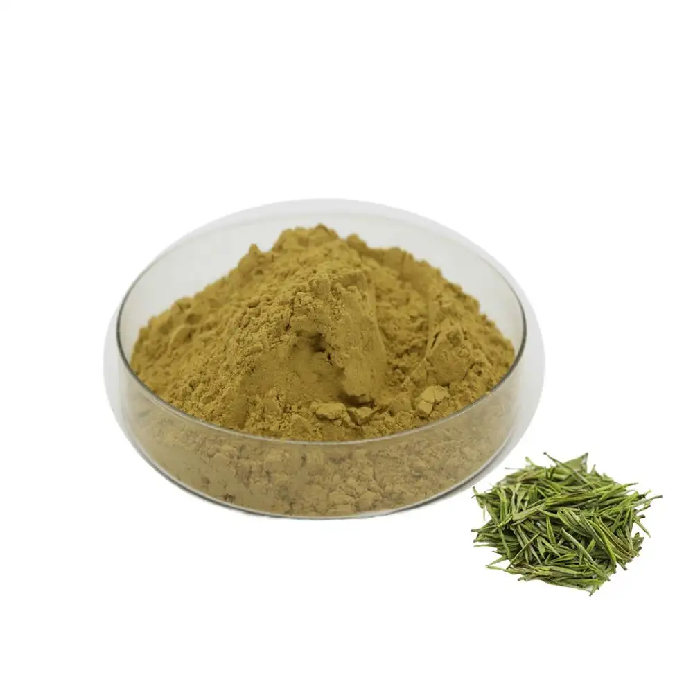 Wholesale Green Tea Extract 20% Theanine Powder Green Tea Extract Powder