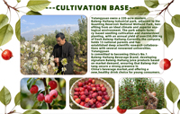 YuTangYuan Steriel Gefilterd Gearomatiseerd Crabapple Puree 100% Gemengd Fruit Sap 6L Geblikte Verpakking Rijk aan Voedingsvezels Natuurlijk Halal ISO