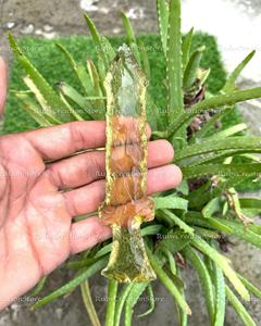 Juego de Espadas de Cristal Amarillo - Decoración de Fantasía de Cristal, Exhibición de Espadas Coleccionables, Cuchillo de Piedra Tallado a Mano, Regalo Único para el Hogar - Product Image 4