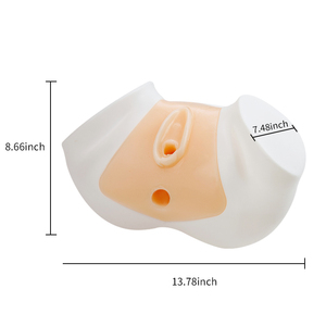 Modello per Addestramento Ecografia Uterina con Strutture Pelviche Complete |   Modello di Simulazione per Ecografia Isteroscopica con Sonda Transrettale e Convessa - Product Image 3