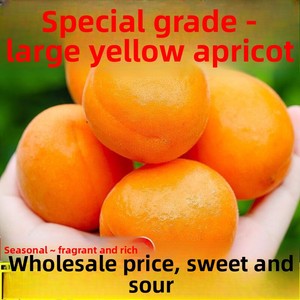 Albicocche Imperiali Gialle Grandi Fresche Appena Raccolte, Affettate, Essiccate con Acqua (AD), Confezione all'Ingrosso - Frutta Stagionale Non Verde - Product Image 3