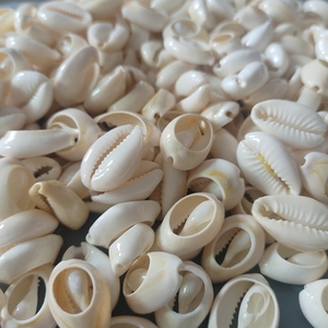 ลูกปัดเปลือกหอยรูปหอยทากสีเหลืองตัดสีทองสำหรับตกแต่งเครื่องประดับ - Product Image 6