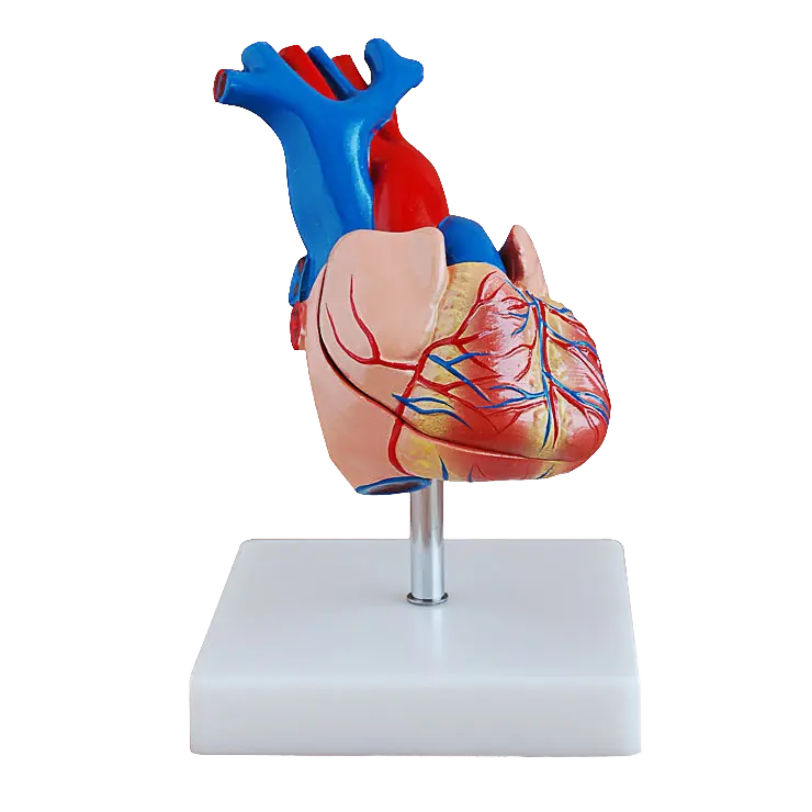 Gelişmiş 3D öğretim kaynakları yetişkin İnsan anatomisi 2 bölüm yaşam boyutu anatomik tıp bilimleri kardiyak anatomik kalp modeli