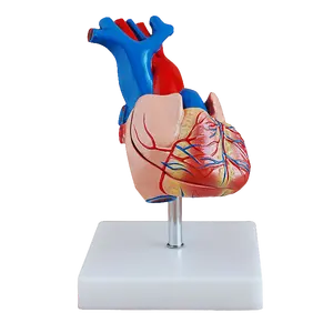 高度な3D教育リソース成人の人間の解剖学2部の等身大解剖学医学心臓解剖学的心臓モデル