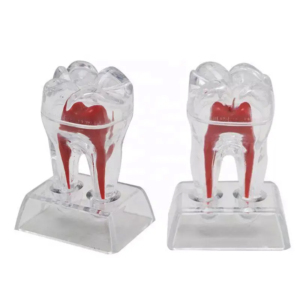 Meite y tế nha khoa Crystal cơ sở cứng Răng Nhựa răng MOL mô hình - Product Image 1