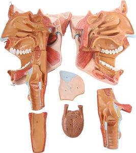 anatomical nasal oral cavity pharynx larynx model