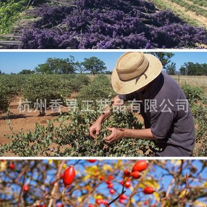 น้ำมันหอมระเหยลาเวนเดอร์ 100 มล. บริสุทธิ์ 100% กลั่นด้วยไอน้ำ สำหรับอโรมาเธอราพี ผ่อนคลาย นอนหลับ โยคะ - Product Image 5