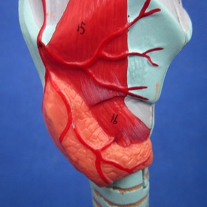 Staccabile Anatomia Bronchi Modello, Albero Bronchiale, Laringe e Trachea Modello - Product Image 3