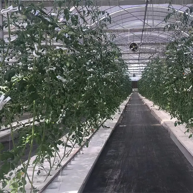Estufa multi-span profissional China Estrutura de casa verde de tomate Agricultura
