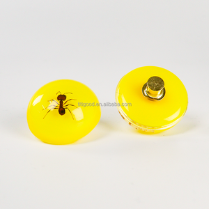 Especímen de Resina de Insecto, Taxidermia de Hormiga, Artesanía de Resina, Pin de Especímen Animal, Regalo de Halloween, Juguete de Resina Epoxi, <span class=keywords><strong>Insectos</strong></span> Taxidermizados - Product Image 1