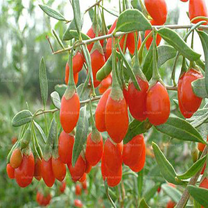 Chá De <span class=keywords><strong>Goji</strong></span> Liofilizado De Hunan Sabor Chinês Wolfberry com Gosto Doce Embalagem Em Massa Processo De Secagem AD Salmoura Preservada Inteira - Product Image 2