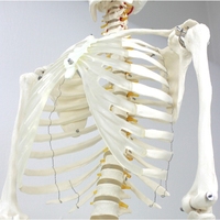 Squelette humain grandeur nature de 85 cm à 170 cm, squelette médical complet amovible avec modèle d'anatomie musculaire