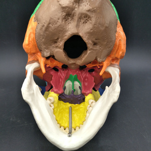 Modelo de cráneo Anatomía humana Cabeza de plástico Mandíbula extraíble y Skullcap Modelo de cráneo de color estándar - Product Image 3