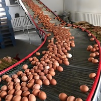 Cage à poules de type H, directement de l'usine, pour projet de production d'œufs à grande échelle en Afrique