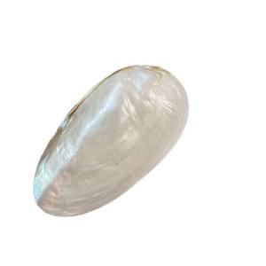 Assiette verte nacre artisanale moule de mer biodégradable conque coquille plat Photo bijoux assiettes décoratives - Product Image 2