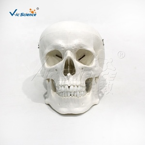 Modelo de anatomía <span class=keywords><strong>del</strong></span> <span class=keywords><strong>cráneo</strong></span> <span class=keywords><strong>humano</strong></span> de 3 partes, 22 <span class=keywords><strong>huesos</strong></span> <span class=keywords><strong>del</strong></span> <span class=keywords><strong>cráneo</strong></span> que demuestran la base <span class=keywords><strong>del</strong></span> <span class=keywords><strong>cráneo</strong></span> y las líneas de sutura - Product Image 5