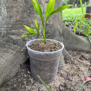Haute qualité <span class=keywords><strong>Transparent</strong></span> fleur <span class=keywords><strong>orchidée</strong></span> Pot durabilité longévité contrôle des racines fente jardin plante Pot clair <span class=keywords><strong>orchidée</strong></span> plante Pot - Product Image 5