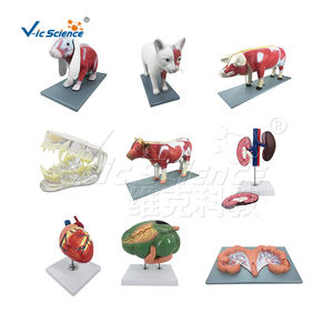 Material plástico perro modelo anatómico modelos anatómicos <span class=keywords><strong>para</strong></span> enseñanza médica modelo biológico - Product Image 5