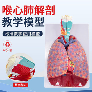 Modèle d'anatomie laryngée et cardio-pulmonaire humaine, modèle de segment pulmonaire et de trachée, modèle de cœur, anatomie laryngée, système respiratoire - Product Image 2