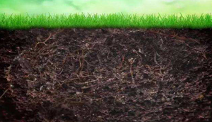 Bacillus Subtilis 100 Mil Millones de UFC/G WP Biofungicida para el Control de Enrasgue de Vegetales, Podredura Radicular, Apagamiento y Enfermedades del Suelo - Product Image 5