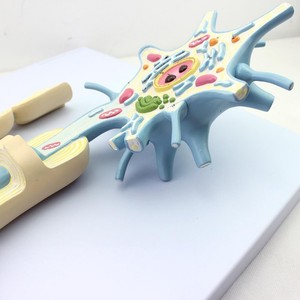 Modèle d'anatomie de cellule neuronale humaine avec gaine myelinique pour l'enseignement de la <span class=keywords><strong>biologie</strong></span> médicale - Product Image 3