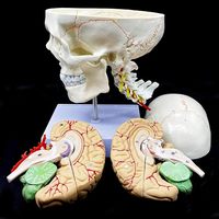 Modelo de anatomía del cerebro del cráneo humano preciso de 8 partes de tamaño real, cerebro divisible de la mandíbula desmontable para la Educación de la ciencia médica