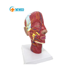 علم طبي-نموذج تشريحي طبي للعصب العضلي الضحل مع الأعصاب والأوعية الدموية بجودة عالية - Product Image 1