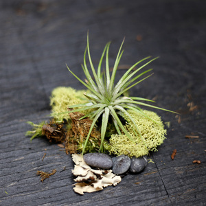 Bestes Geschenk Herb Garden Kit Glas Terrarium Vase Lebhaftes Reptil Mini Terrarium Kinder Pflanze Kit Töpfe Hängendes Glas Pflanze Terrarium - Product Image 3