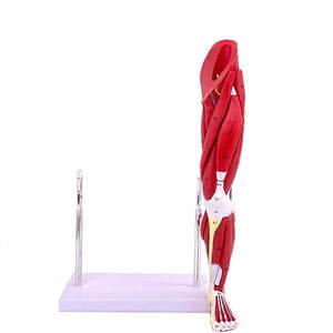 वियोज्य मानव पैर पेशी शरीर रचना विज्ञान मॉडल कम अंग पेशी चिकित्सा विज्ञान के लिए संरचनात्मक मॉडल - Product Image 2
