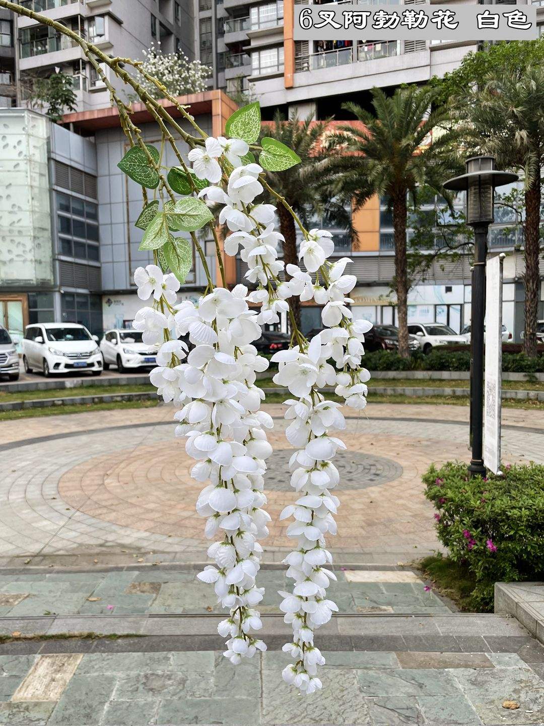 Vite di glicine bianco