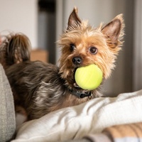 Ballon interactif pour chien en TPR durable, lumineux dans le noir, jouet à mâcher couineur pour animaux de compagnie, balles lumineuses pour chiots, chiens de taille moyenne et grande – Offre Spéciale