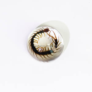 Résine Artisanat Taxidermie Insectes en Résine Transparent Acrylique Souvenirs Insectes Faits À La Main Véritables Insectes Spécimens Beetle - Product Image 5