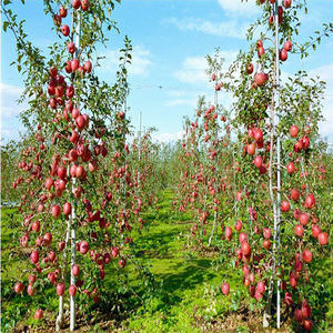Estaca de Fibra de Vidrio de 10' Personalizada para Agricultura - Product Image 5