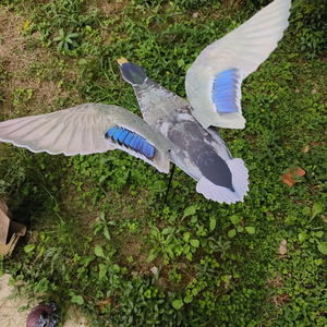 Vịt bay thực sự 1 Bộ đổ xô Vịt Trời hình bóng Vịt Dễ sử dụng hình bóng mồi nhử vịt Vịt Trời - Product Image 2