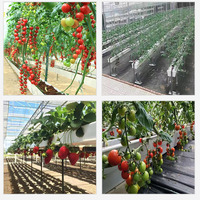 Système de culture hydroponique en PVC, gouttière de culture en forme de U pour tomates, serre à tomates