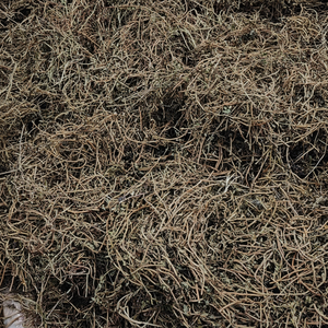 สมุนไพรบาโคปาแห้ง (Brahmi) | สมุนไพรอายุรเวทระดับพรีเมียม | ผู้ส่งออกจำนวนมากอินเดีย - Product Image 1