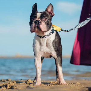 Collar de perro elegante sin Choke Martingale, fácil de usar, con relleno suave para cachorros de niños y niñas - Product Image 6