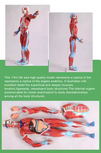 Высококачественная анатомическая модель мышц человека из ПВХ, 85 см, для обучения медсестер, образец человеческого скелета для медицинских исследований - Product Image 6
