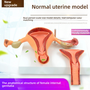 Modèle d'anatomie de l'organe reproducteur interne féminin, outil de démonstration pédagogique en sciences médicales, modèle d'utérus en PVC pour la gynécologie - Product Image 5