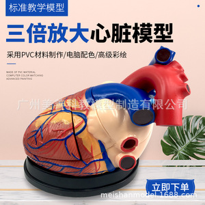 Modelo de Corazón Humano con Aumento de 3x y Ultrasonido Doppler Color en Modo B - Modelo de Enseñanza de Anatomía Cardíaca para Medicina y Cardiología - Product Image 4