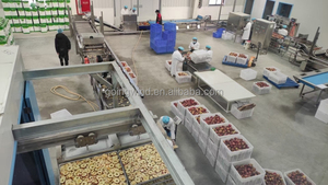 Éplucheuse et trancheuse automatique de <span class=keywords><strong>pommes</strong></span> à bon prix, éplucheuse de <span class=keywords><strong>pommes</strong></span> industrielle automatique, équipement de coupe trancheuse à vendre - Product Image 6
