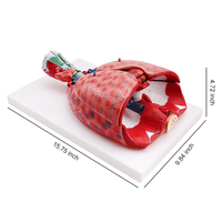 Anatomie naturelle 3D de haute qualité, 7 pièces, modèle anatomique, système de respiration, cervicale, cœur et bras