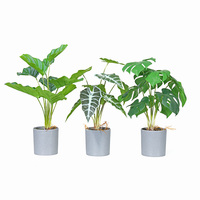 Plantes à tête de flèche lot de 1, plantes naturelles pour amoureux des plantes, Rare, plante, synyounum, podolllin, albo-variegum