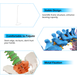 Modelo Anatómico de Columna Vertebral Humana de PVC de 85 cm, Modelo de Esqueleto de Columna Vertebral para Educación Médica, Modelo de Columna Vertebral de Plástico para Entrenamiento - Product Image 4
