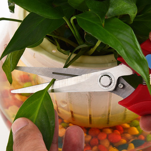 Sécateur semi-automatique pour fruits, en acier inoxydable, avec poignée en plastique rouge, outil de jardinage manuel pour la taille des arbres fruitiers - Product Image 1